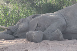 Elephant Sleeping